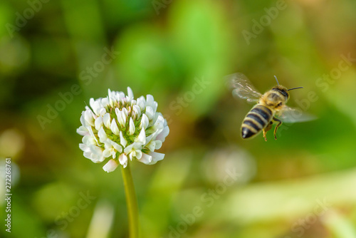 Bee collects honey on a clover flower. Photographed close up. © shymar27