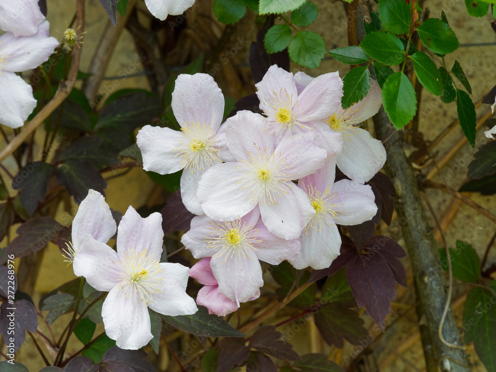 Naklejka premium Clematis montana - Pale pink anemones clematis or mountain clematis 