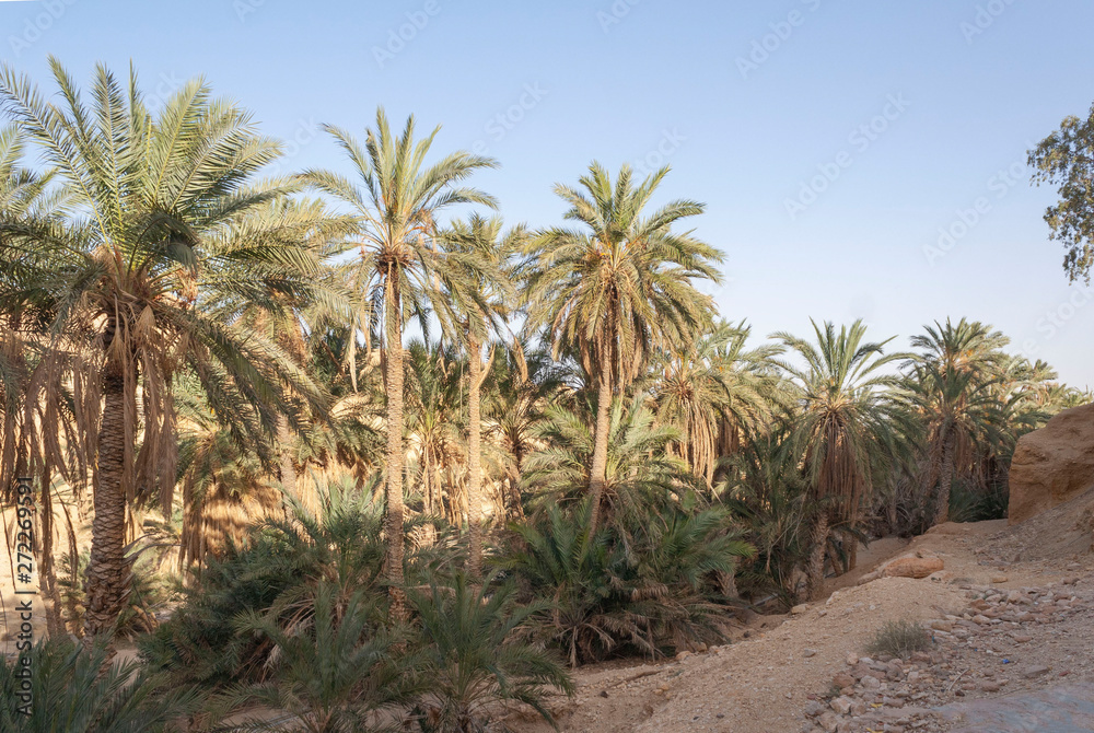 panorama of mountains and palm trees in the oasis of chebika in the Sahara desert, Tunisia, Africa