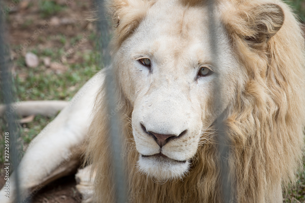 Portrait of sad white lion in the cage and looking through zoo bars. Portrait of sad white lion in the cage and looking through zoo bars.