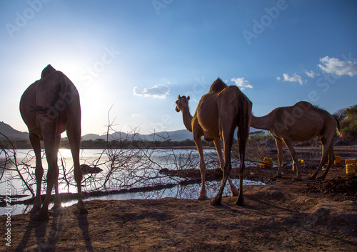 Borana women and their camels drinking water, Oromia, Yabelo, Ethiopia photo