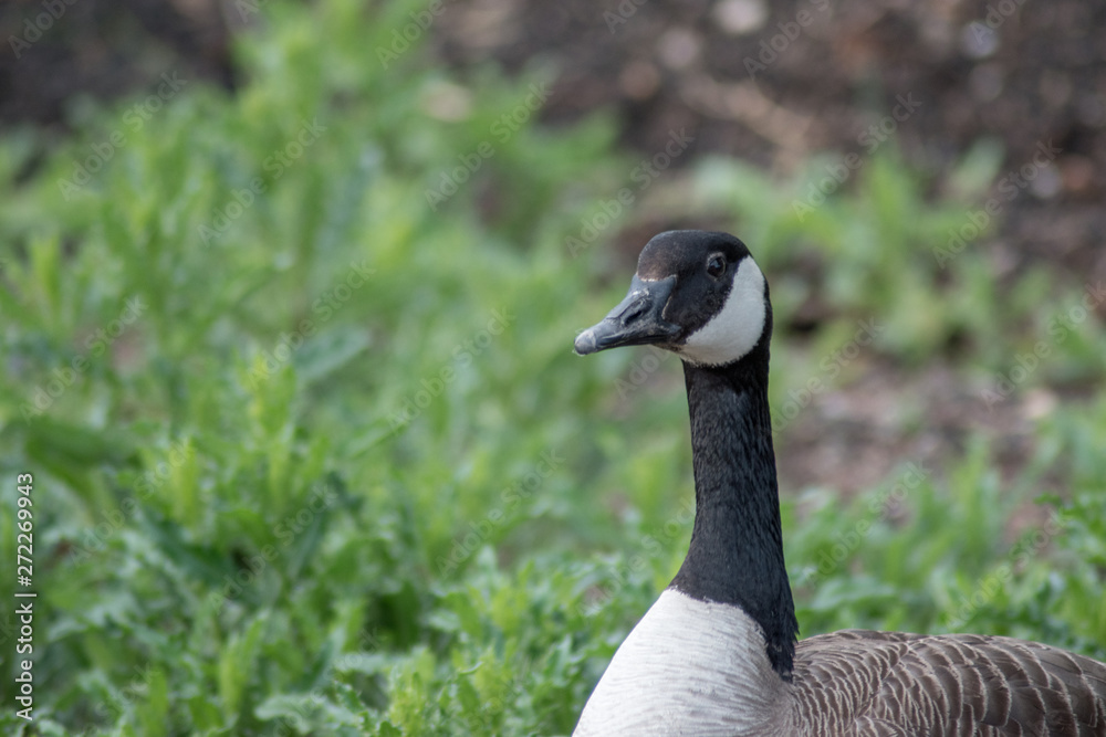 A calm tranquil and determined goose A calm tranquil and determined goose