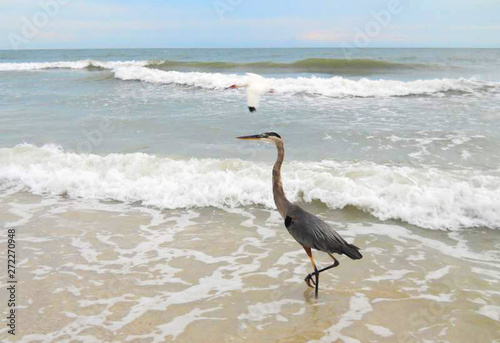 great blue heron on beach