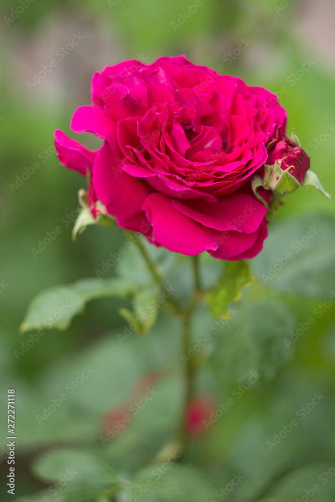 Pink rose in the garden, close up