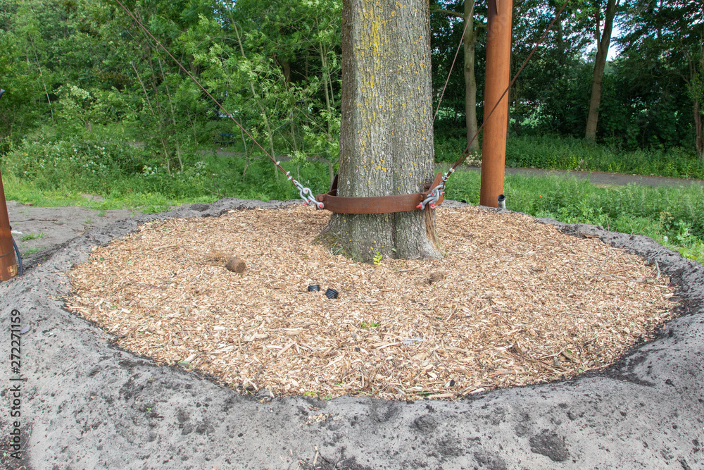 Fototapeta premium Detail of transplanted elm in The Hague
