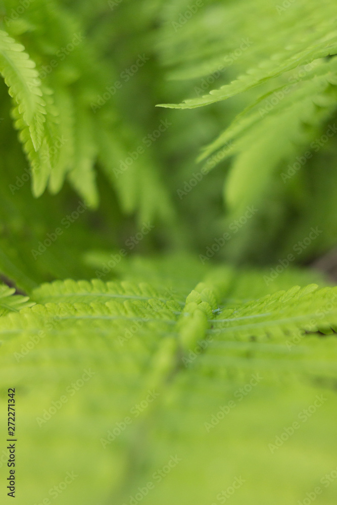 Beautyful fern leaves in a garden, close up Beautyful fern leaves in a garden, close up
