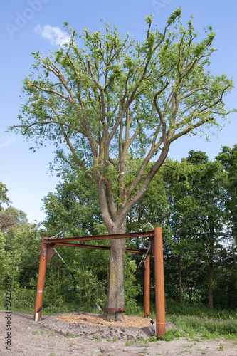 Transplanted elm in The Hague, The Netherlands photo