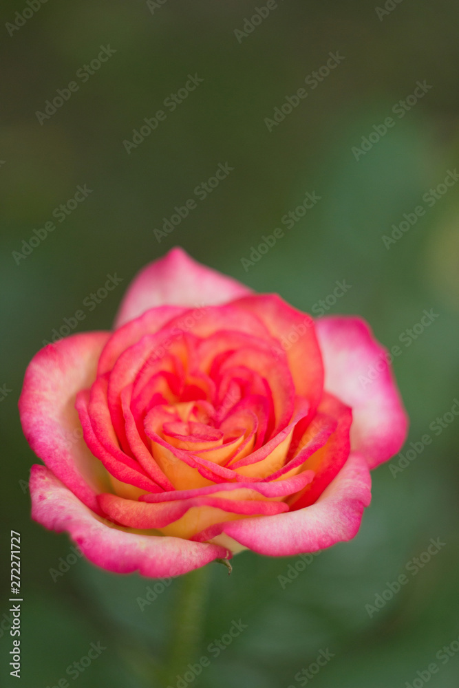 Pink rose in the garden, close up