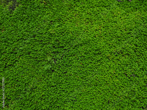 Closeup of rainforest moss on a rock texture.