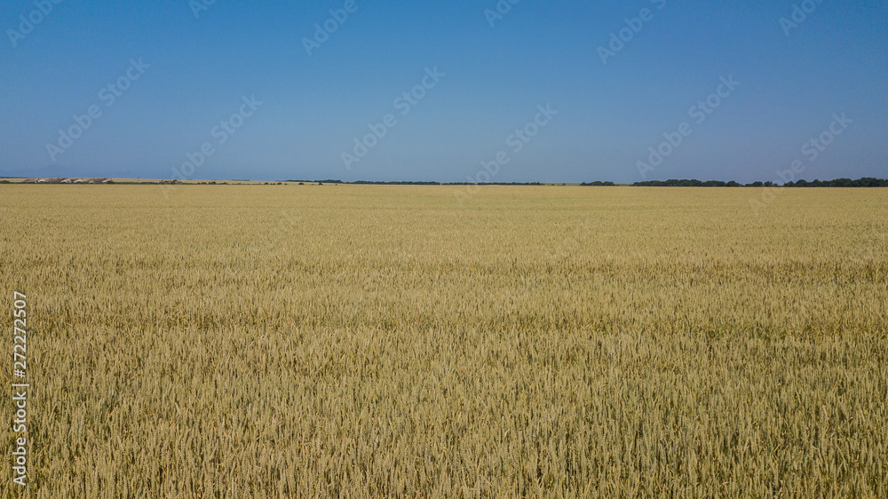 Wheat field and sunny day, beautiful nature landscape. Rural scenery under shining sunlight.