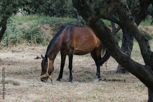 horse in Zante - Grece