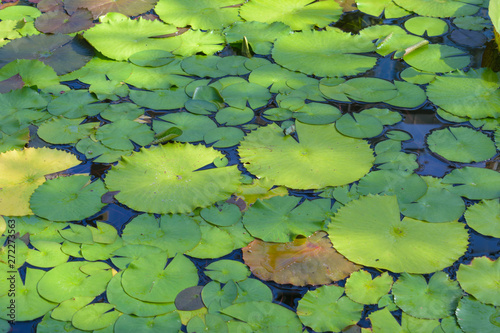 Water lily leaves in various sizes and colors for background
