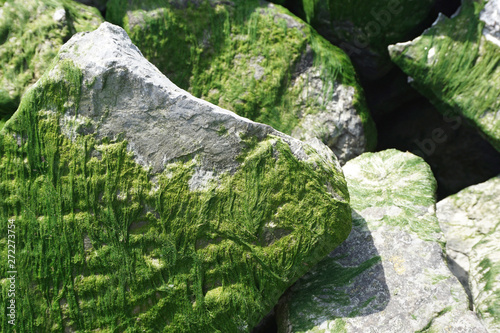 Stones close up, covered with green dry seaweeds. Natural texture