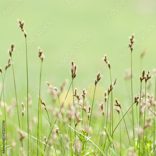 blooming grass in the summer field