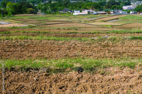 秩父 横瀬町 寺坂棚田 5月 photo