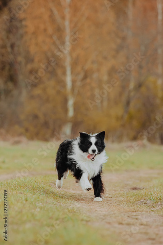 beautiful spring portrait of adorable black and white border collie in the blossoming park