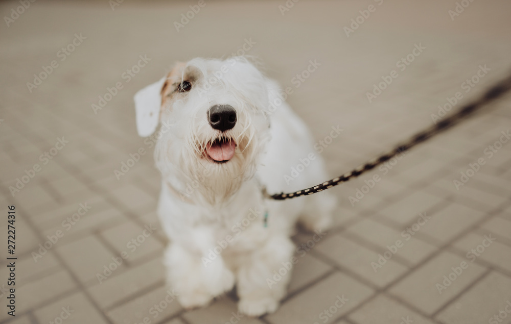White Sealyham Terrier in the park walking on a leash - obrazy, fototapety, plakaty 