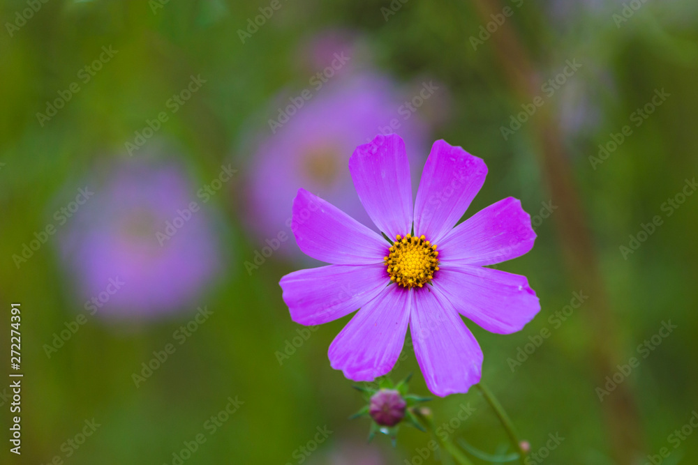Pink cosmos flower against green background