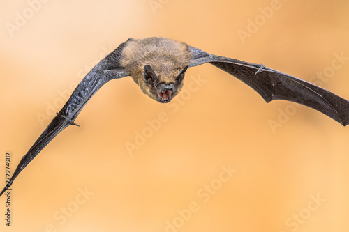 Echolocating pipistrelle bat crop