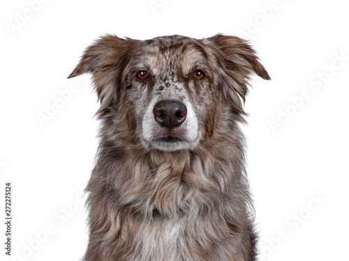 Head shot of gorgeous adult brown Australian Shephard dog. Looking majectic to lens with brown eyes. Isolated on white background.