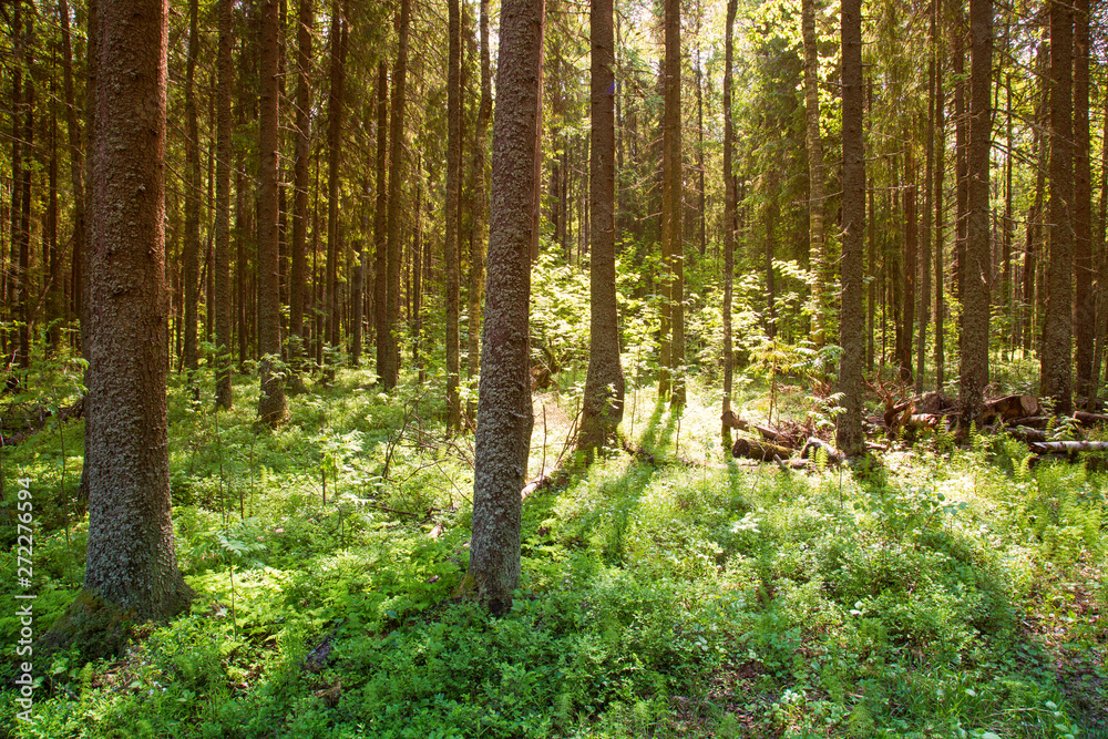 Sunny forest landscape . Spruce forest. Sunny forest landscape . Spruce forest.