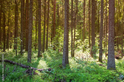Sunny forest landscape . Spruce forest.