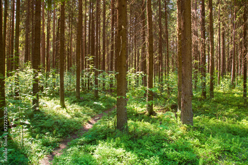 Obraz premium Sunny forest landscape . Spruce forest.