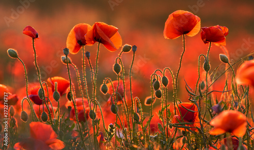 natural composition of blooming red poppies