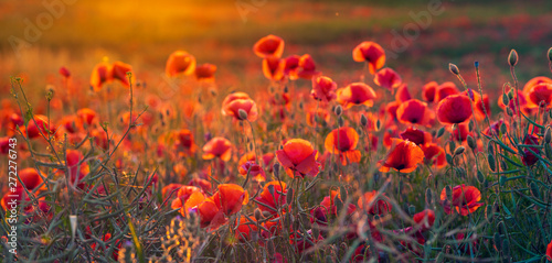 Panorama of a field of red poppies. Natural, warm colors obtained during the sunset