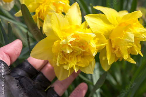 The hand of a man is held by a thick flower Narcissus Sherborne