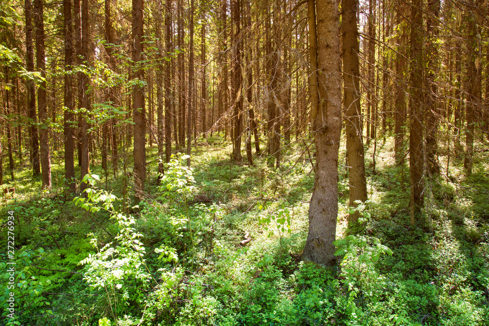 Obraz premium Sunny forest landscape . Spruce forest.