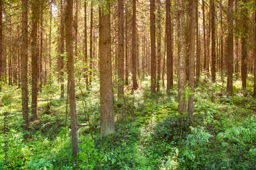 Fototapeta Naklejka Na Ścianę i Meble -  Sunny forest landscape . Spruce forest.