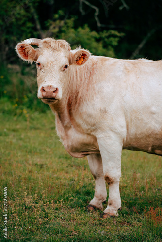 Une vache charolaise en pâturage dans l'Allier