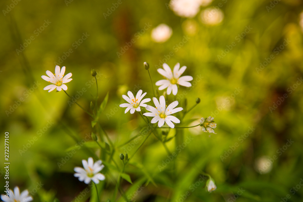 White flowers in the forest