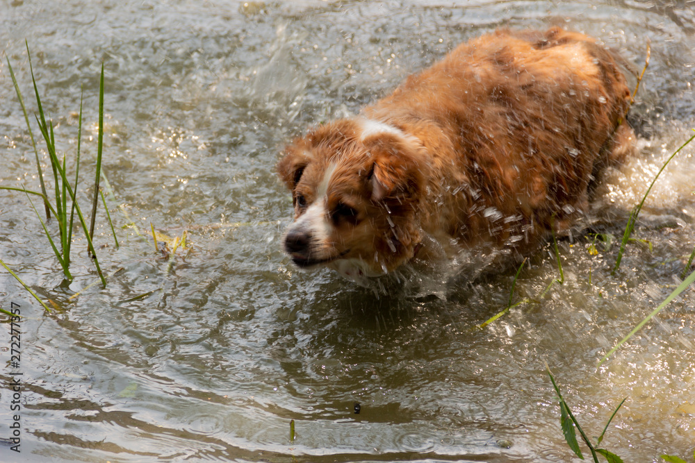 the dog enjoys the cool water of the lake on a hot summer day the dog enjoys the cool water of the lake on a hot summer day