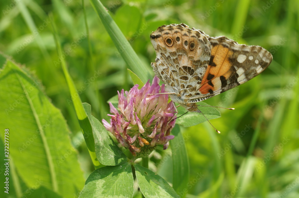 Fototapeta premium Обед