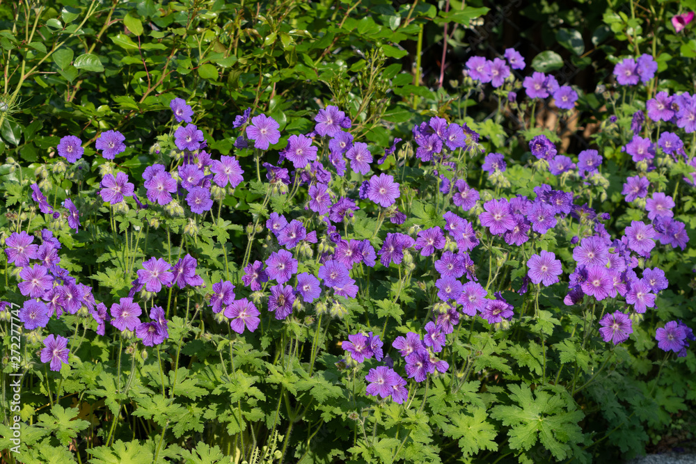 Obraz premium Storchschnabel in Lila Geranium