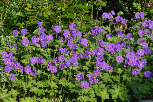 Storchschnabel in Lila Geranium