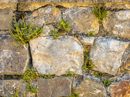 Old wall with typical wall flora photo