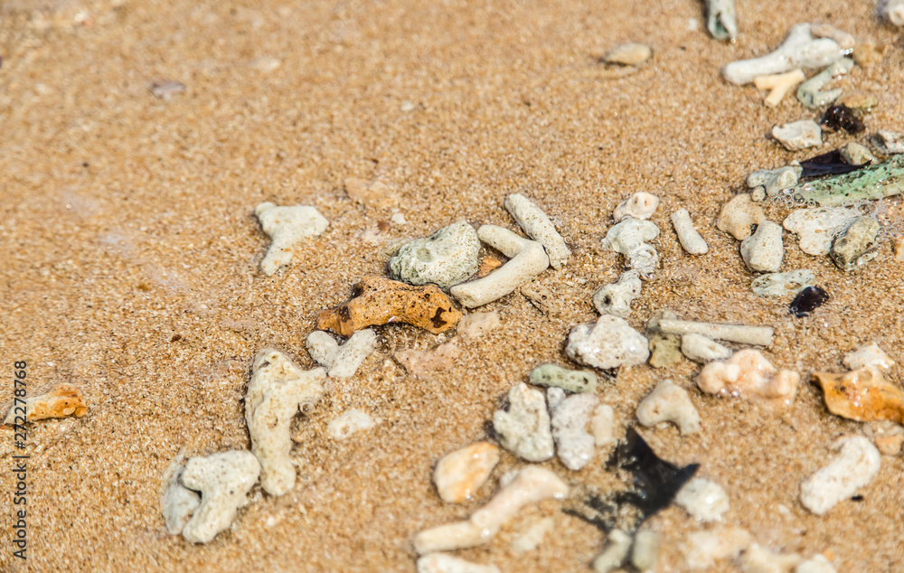 dead corals small pieces on beach sand background dead corals small pieces on beach sand background