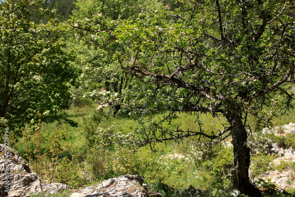 Fototapeta premium Ô mon arbre !