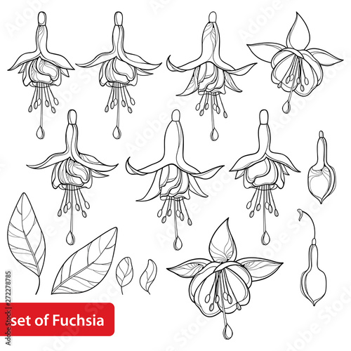 Set with outline Fuchsia ornate flower, bud and leaf in black isolated on white background.