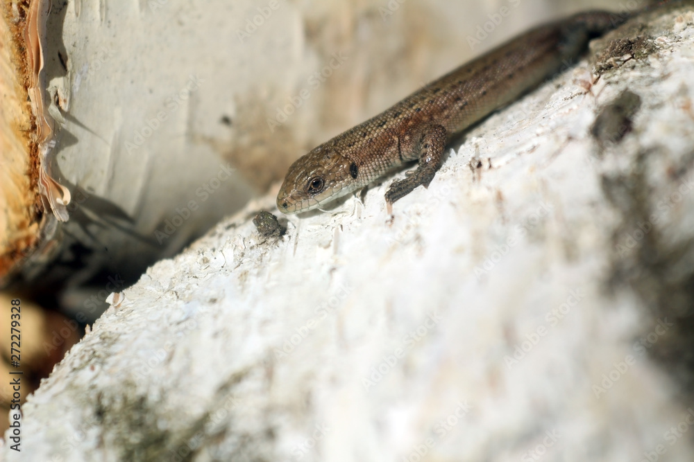 Macro photo of a little brown lizard. lizard basks in the sun on birch wood, birch bark Macro photo of a little brown lizard. lizard basks in the sun on birch wood, birch bark