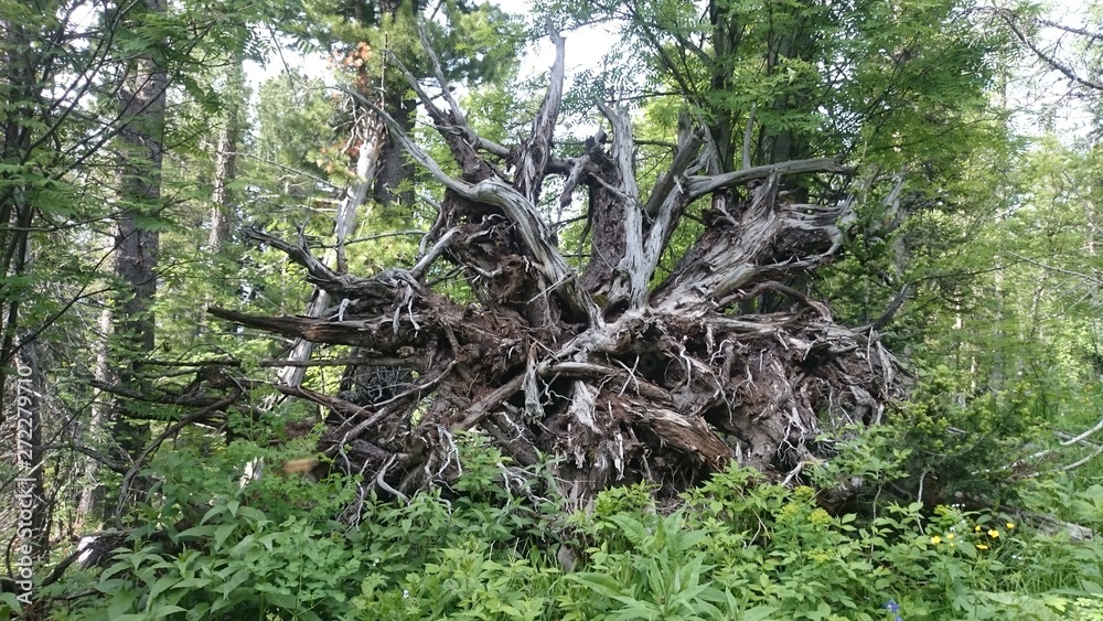 Huge Cedar Roots! Huge Cedar Roots!