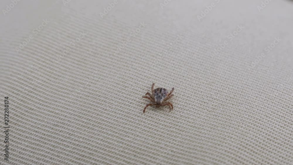 Dog Tick parasite crawling on clothing Dog Tick parasite crawling on clothing