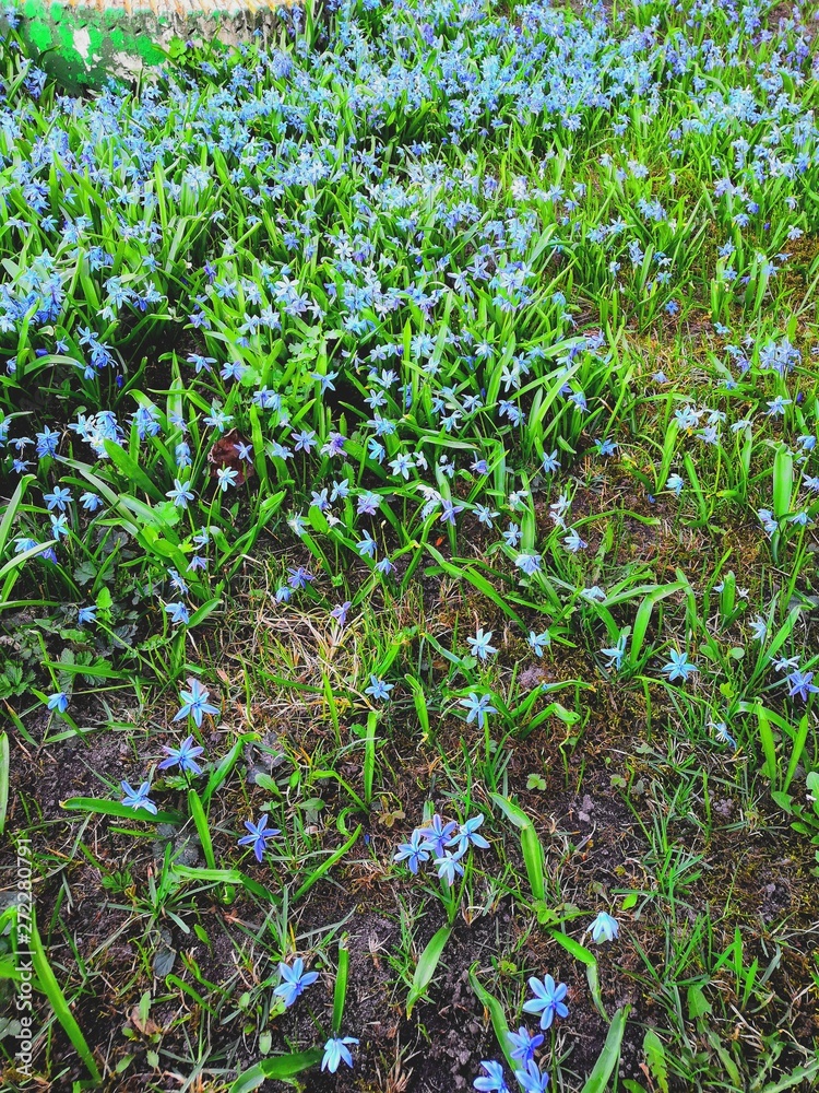 spring woodlands crawled out from under the snow spring woodlands crawled out from under the snow