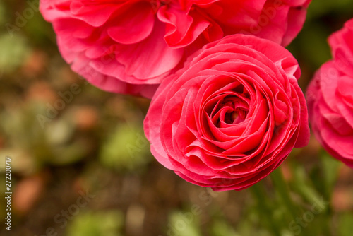 Pink Ranunculus flowers growing in garden on a sunny day. Closeup fucsia flower.