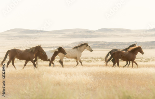 Wild Horses Running Across the Utah Desert © natureguy