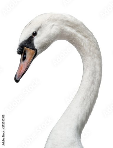 Head shot of young adult white swan, standing side ways. Head turned to the side. Neck in curve, having eye contact with camera. Isolated on white background.