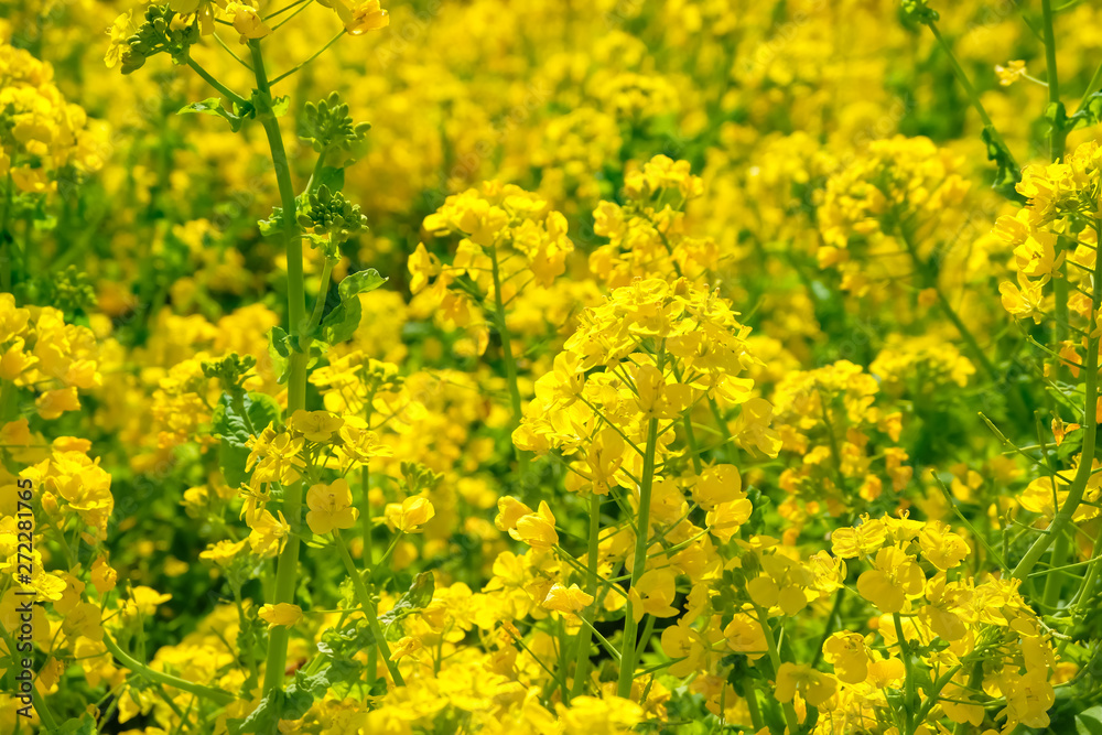 菜の花畑 浜離宮恩賜庭園 菜の花畑 浜離宮恩賜庭園